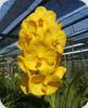 Vanda Siriwan Gold